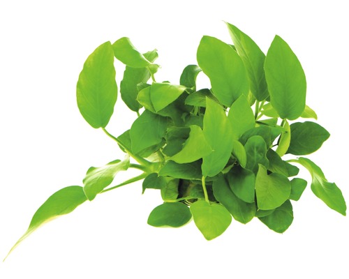 Vattenpilört akvarieväxt