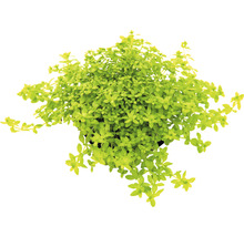 Akvarieväxt DENNERLE PLANTS Elegant slamblinka Hemianthus glomeratus