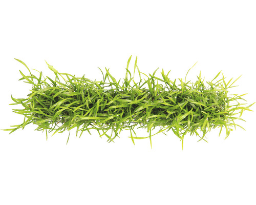 Akvarieväxt DENNERLE PLANTS Brasilkryptunga Lilaeopsis brasiliensis ca 3x18cm Akvarieväxt nålsäv i kruka