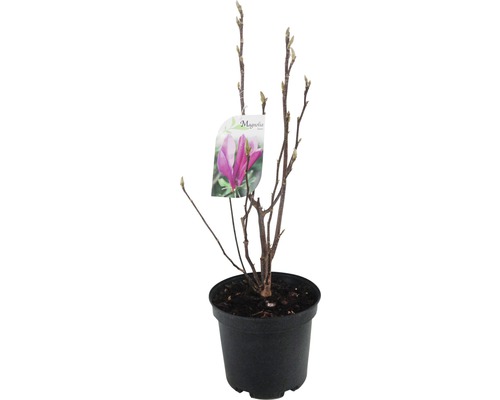 Magnolia FLORASELF 20-40cm Co 20L