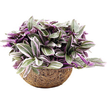 Tradescantia Zebrina i hängande kokosfiberkruka