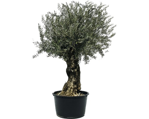 Olivträd FLORASELF Olea europea 'Bonsai' 160-180cm co 90L