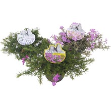 Mossflox FLORASELF Phlox subulata 3-6cm co 0,8L tillfälligt sortiment