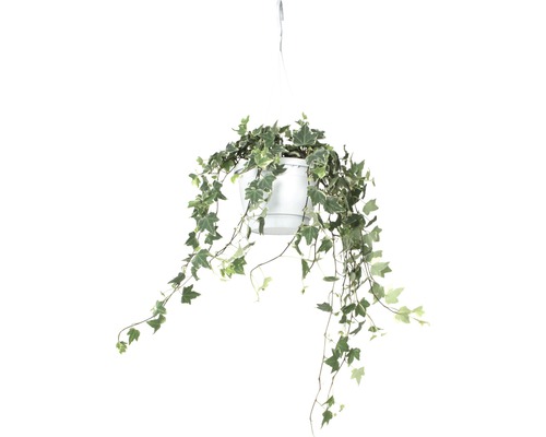 Hängande växtmurgröna i en kruka