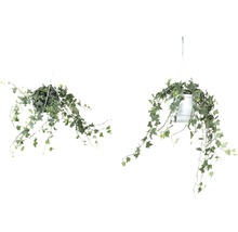 Murgrönaampel flerfärgad FLORASELF Hedera helix 50-80cm krukstorlek Ø17cm