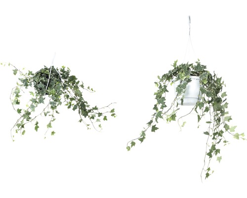 Två murgröna växter i hängande korgar