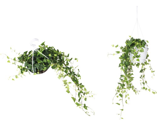 Två murgröna växter i hängande krukor