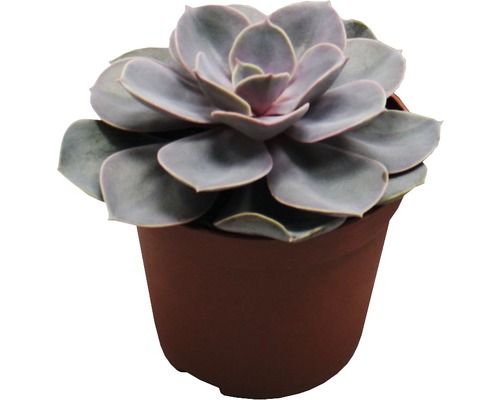 Succulent växt i kruka