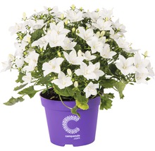 Blåklocka med vita blommor i kruka