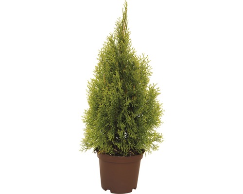 Vanlig tuja FLORASELF Thuja occidentalis Golden Smaragd 40-60 cm co 3L