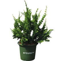 Cypress i kruka