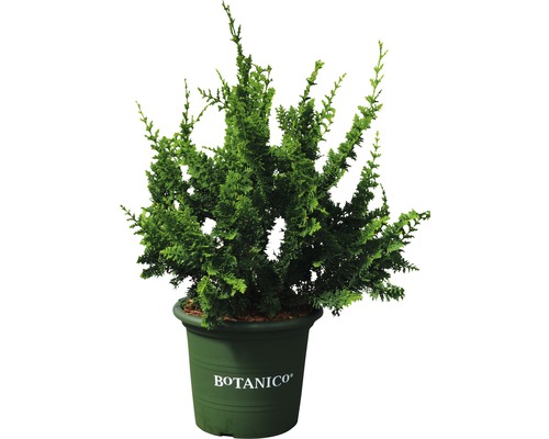 Cypress i kruka
