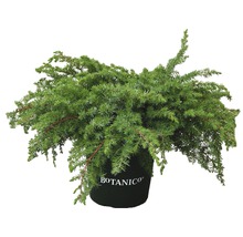 Krypande enbär i kruka med Botanico-logotyp