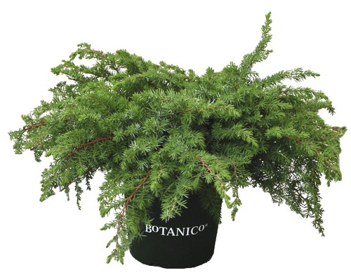 Krypande enbär i kruka med Botanico-logotyp