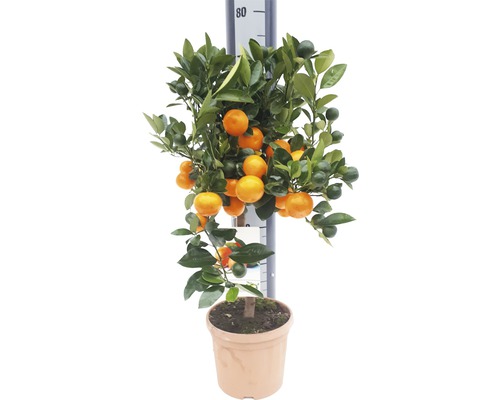 Apelsin FLORASELF Citrus calamondin 60-70xØ19cm