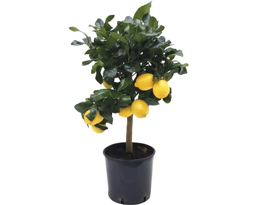 Citronträd i kruka med frukter och blad Citronträd i kruka med frukter och blad