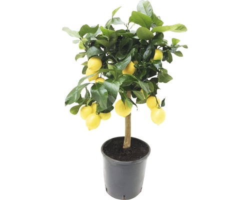 Citron träd i kruka med frukt och blad