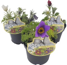 Backsippa ROCKCollection FLORASELF Pulsatilla vulgaris 10-20xØ13cm