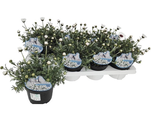 Prästkragar i krukor, presenterade på en vit bricka