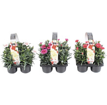 Tre mini nejlikor i kruka