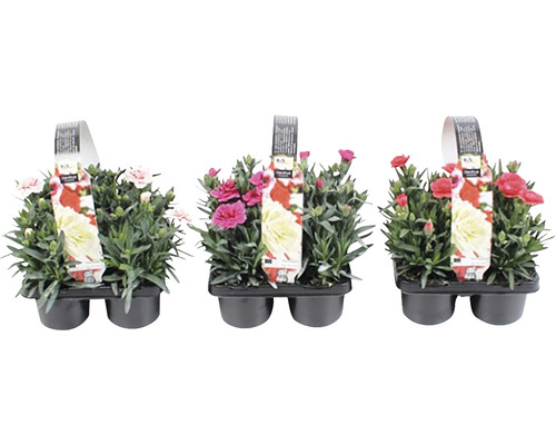 Tre mini nejlikor i kruka