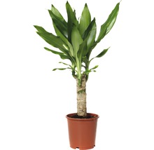 Inomhusväxt Dracena i kruka