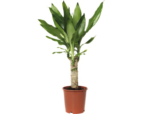 Doftdracena FLORASELF Dracaena fragrans Steudneri Green 40-50cm krukstorlek Ø11cm Inomhusväxt Dracena i kruka