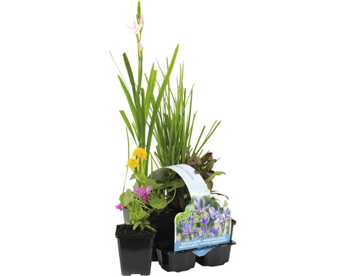 Vattenväxter set blommande FLORASELF för dammkanten Ø9cm 6-pack