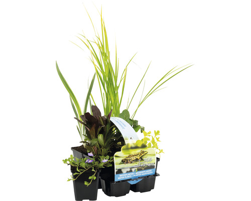 Vattenväxter set vattenrenande FLORASELF för dammkanten och sumpzonen Ø9cm 6-pack Olika vattenväxter i kruka för trädgårdsdammen