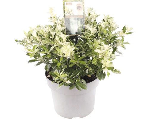 Benved i kruka med grön- och vitmönstrade blad.