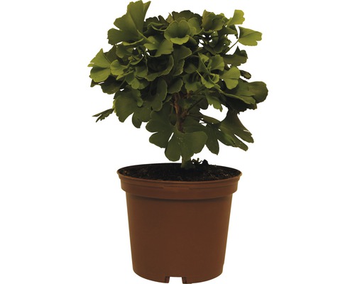 Kinesiskt tempelträd, ginkgo FLORASELF Ginkgo biloba Mariken 20-25cm co 3,5L Ginkgo träd i kruka för trädgården