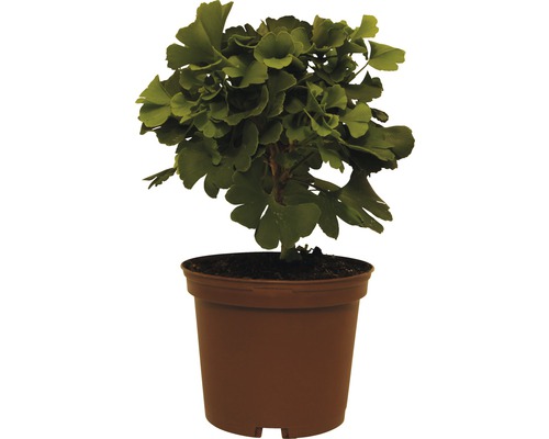 Kinesiskt tempelträd, ginkgo FLORASELF Ginkgo biloba Mariken 20-25cm co 3,5L