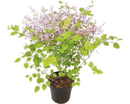 Dvärgsyren FLORASELF Syringa-Cultivars Bloomerang Dark Purple 40-50cm co 3L