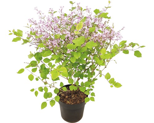 Dvärgsyren FLORASELF Syringa-Cultivars Bloomerang Dark Purple 40-50cm co 3L Dvärgseren i kruka med gröna blad och lila blommor