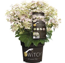 Vipphortensia FLORASELF Hydranga paniculata Switch Ophelia 30-50cm co 3L