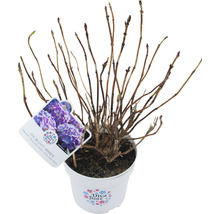 Hortensia Hydrangea macrophylla 'DIVA FIORE®' Co 5L upprepat blommande, sorterad