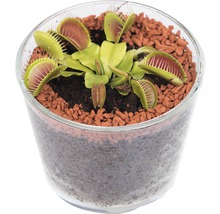 Köttätande växter FLORASELF Dionaea muscipula & Drosera capensis 10-20cm Ø12cm