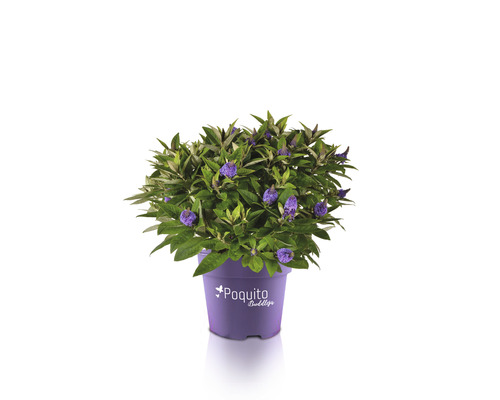Syrenbuddleja FLORASELF Buddleja davidii POQUITO® ca 40cm Co 4,5L violett