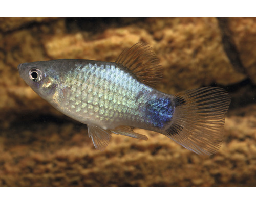 Akvariefisk Platy blå neon Musse Pigg 3,5-5cm