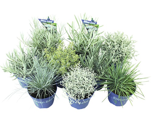 Silvermix FLORASELF Silver-Land® sortiment krukstorlek Ø12cm tillfälligt sortiment Olika krukväxter av märket Silver-Land.