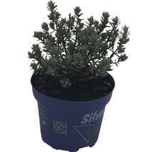 Silverblad i kruka