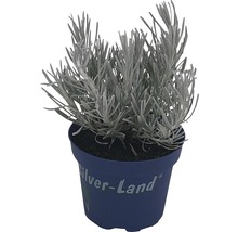 Silverblad i kruka
