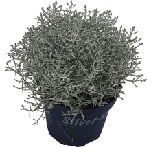 Silverek planta i kruka
