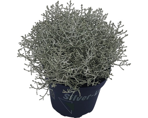 Silverek planta i kruka