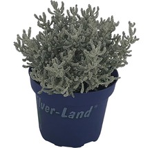 Silverblad i blå kruka