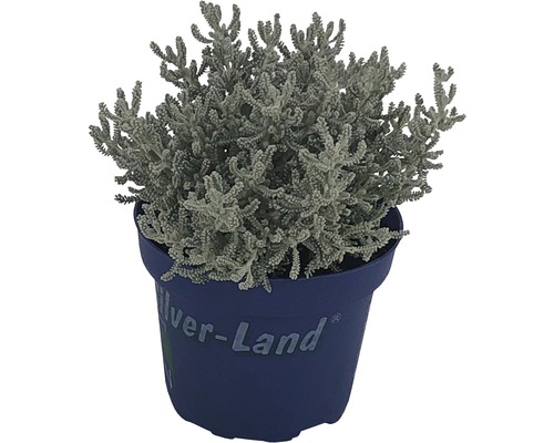 Silverblad i blå kruka