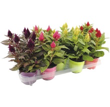Celosia FLORASELF Celosia-Cultivars Kelos Ø12cm tillfälligt sortiment