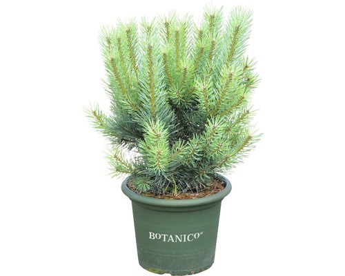 Tall BOTANICO Pinus sylvestris 'Watereri' 50-60cm Co 10L