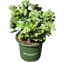 Ginkgo biloba i kruka