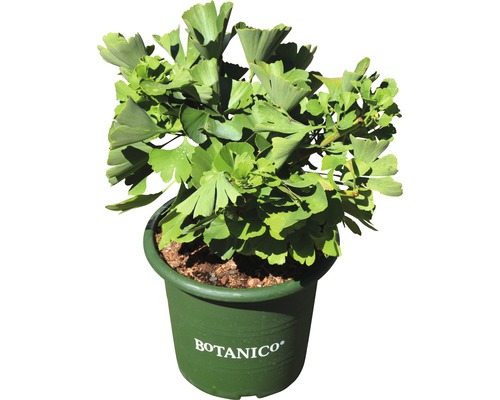 Ginkgo biloba i kruka